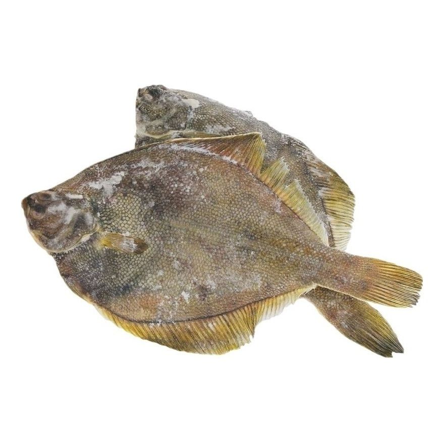 Камбала палтусовидная нр 21