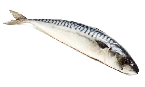 Скумбрия 200 300 вес зам