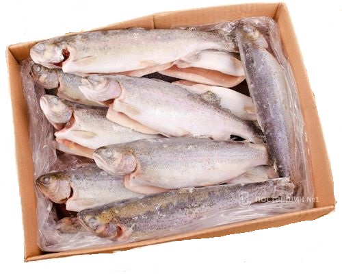 Форель радужная тушка вес сс