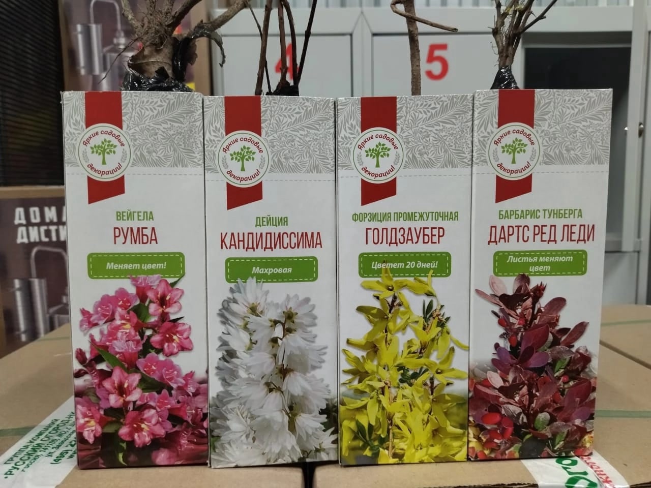Саженцы декоративных кустарников ВЕСНА (в ассортименте)