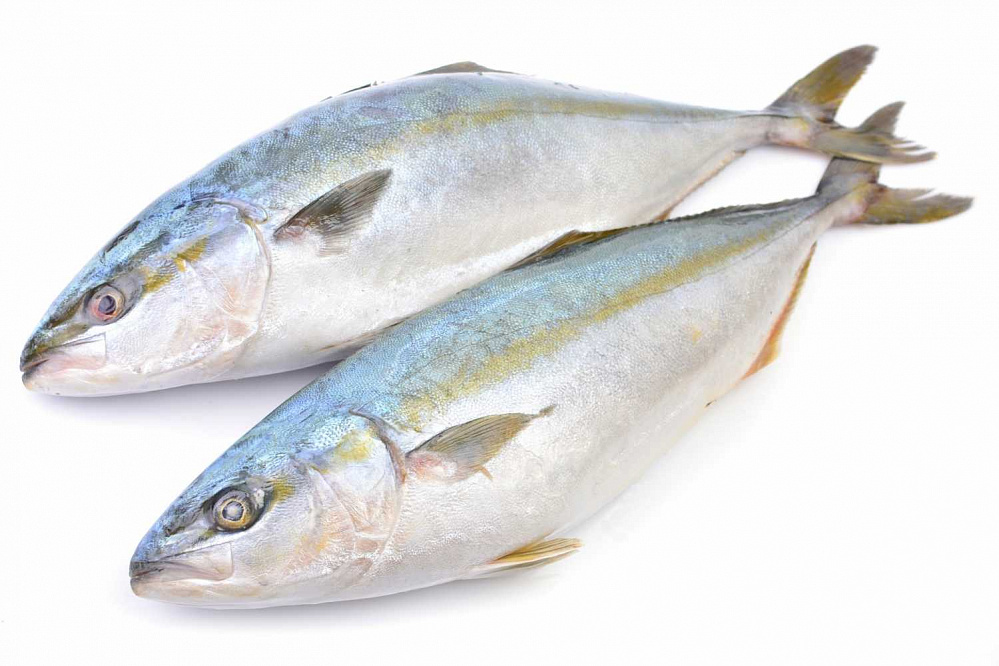 Лакедра ( желтохвост)НР вес